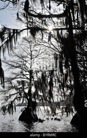 Arbres de cyprès chauve à Pettigrew State Park, North Carolina Banque D'Images