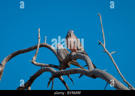 Bourke's Parrot (Neopsephotus bourkii) et Diamond Dove (Geopelia cuneata) Banque D'Images