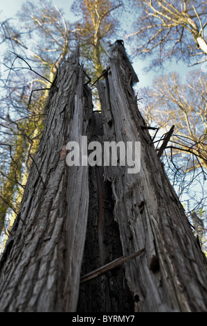 Arbres de cyprès chauve à Pettigrew State Park, North Carolina Banque D'Images