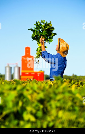 Un agriculteur inspecte le milieu de la récolte de soja de croissance avec un silo à grains dans le contexte / près de Carey, Manitoba, Canada. Banque D'Images