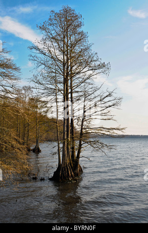 Arbres de cyprès chauve à Pettigrew State Park, North Carolina Banque D'Images