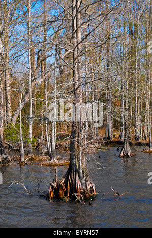 Arbres de cyprès chauve à Pettigrew State Park, North Carolina Banque D'Images