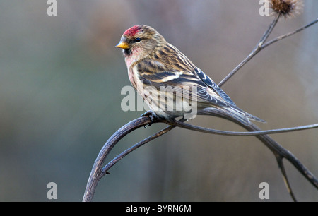 Sizerin flammé Carduelis flammea)(au cours de l'hiver en Irlande Banque D'Images