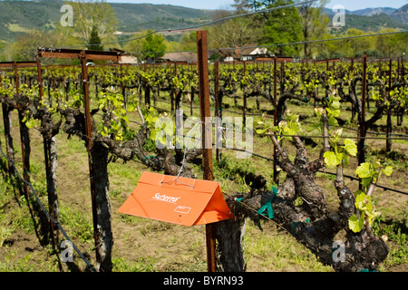 De la vigne (Lobesia botrana) piège à phéromones dans une vigne à raisin au début du printemps / Napa Valley, Californie, USA Banque D'Images