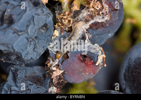 De la vigne (Lobesia botrana) larve mature hors de son nid sur une grappe de baies de raisin Merlot endommagé / Californie Banque D'Images