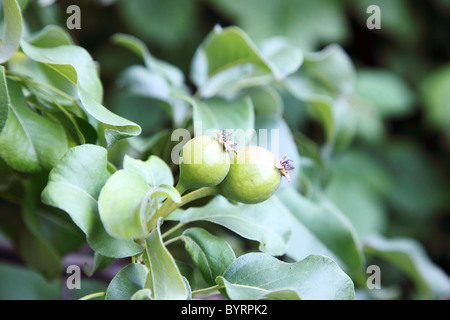 Les petites poires vertes sur l'arbre en jardin, selective focus. Banque D'Images