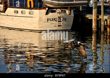 Voilier à la marina avec pelican flying Banque D'Images