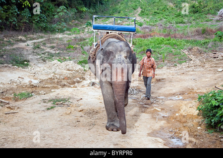 Elephant with Mahout (Elephant Trainer), Ban Kwan Elephant Camp, Ko Lanta, Thaïlande, Asie du Sud-est Banque D'Images