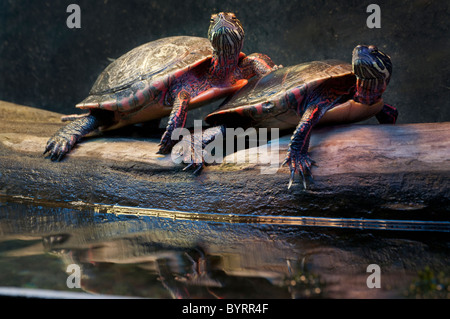 Une paire de tortues peintes au soleil. Banque D'Images