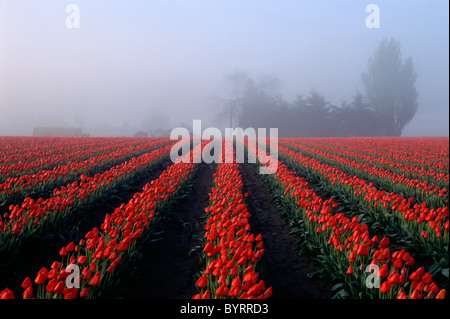 Lever du soleil tôt le matin avec la brume au-dessus des rangées de tulipes rouges dans la zone Skagit comté près de Mount Vernon dans l'État de Washington Banque D'Images