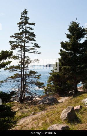 Les arbres à feuilles persistantes le long de côtes rocheuses près de Thunder Hole dans l'Acadia National Park près de Bar Harbor, Maine Banque D'Images