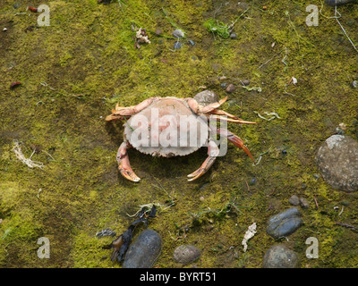 Shell crabe allongé sur une plage moussus. Banque D'Images