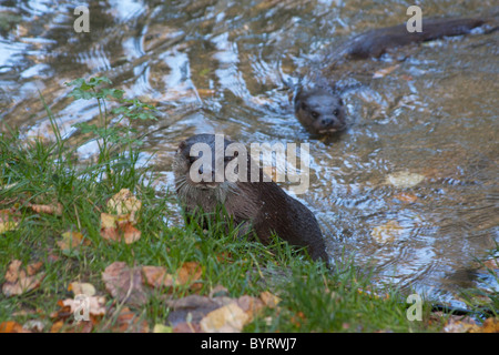 La loutre européenne deux adultes Banque D'Images