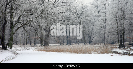 Givre rose couverte d'arbres froid glacial froid congelés frais Banque D'Images