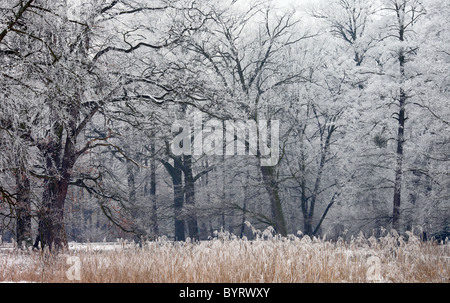 Givre rose couverte d'arbres froid glacial froid congelés frais Banque D'Images