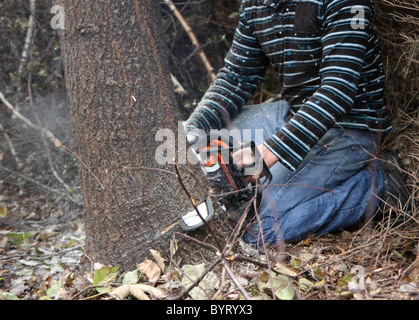 Vue rapprochée de scie à chaîne tronçonneuse / trunk Banque D'Images