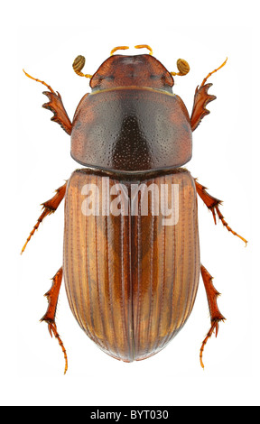 Agrilinus rufus isolé sur fond blanc Banque D'Images