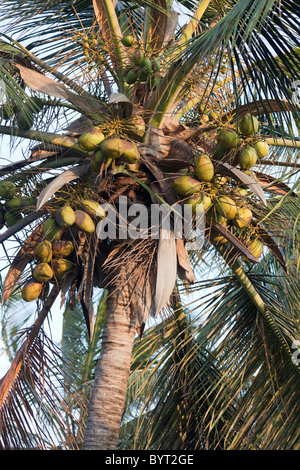 De coco verte on tree Banque D'Images