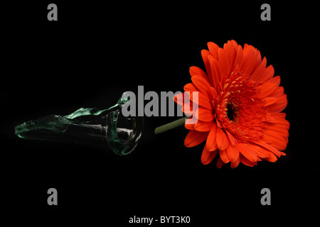 Fleur rouge dans la région de broken glass Vase Banque D'Images