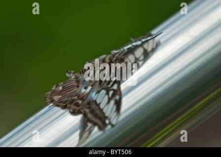 Papillon Bleu malaisien clipper Parthenos sylvia sur leaf Kew Botanical Garden, London UK Banque D'Images