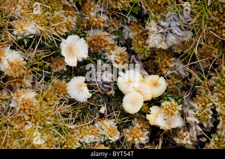 Les mousses et les champignons sur l'île Campbell subantarctique, Nouvelle-Zélande Banque D'Images