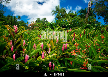 Alpinia purpurata gingembre (rose) sur la route de Hana. Mauai, New York Banque D'Images