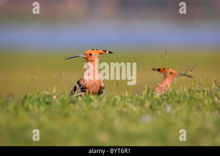 Huppe fasciée (Upupa epops) en quête de nourriture sur le terrain, Gujarat, Inde Banque D'Images