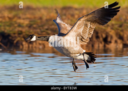 CANADA GOOSE ENTRÉE EN POSER SUR L'EAU Banque D'Images