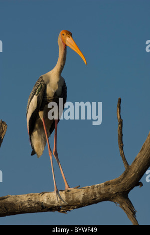 Stork (Mycteria leucocephala peint) Banque D'Images