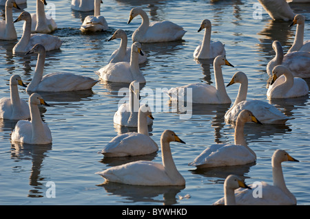 Cygne chanteur (Cygnus cygnus) Banque D'Images