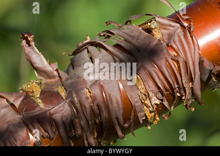 Prunus serrula, branche avec l'écorce de déroulage Banque D'Images