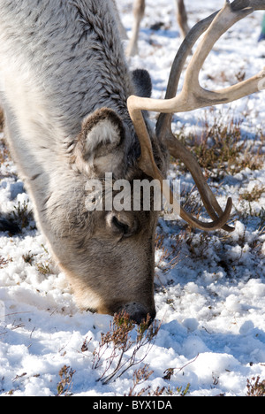 Le renne (Rangifer tarandus) browsing, femme, hiver Banque D'Images