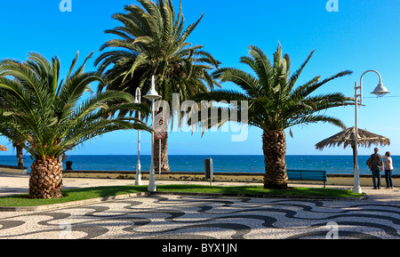 Palmiers sur la promenade de Santa Cruz, sur la côte sud-est de Madère Banque D'Images