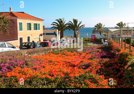 Orange et violet fleurs dans un parc menant à la promenade de Santa Cruz, à Madère Banque D'Images