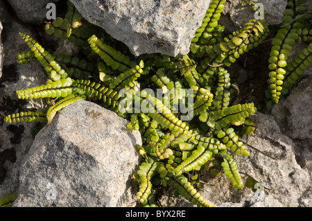 Maidenhair Spleenwort (Asplenium trichomanes), à gryke Banque D'Images