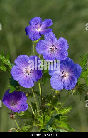 Géranium sanguin (Geranium pratense Meadow), groupe de quatre fleurs, avec des gouttes de pluie Banque D'Images