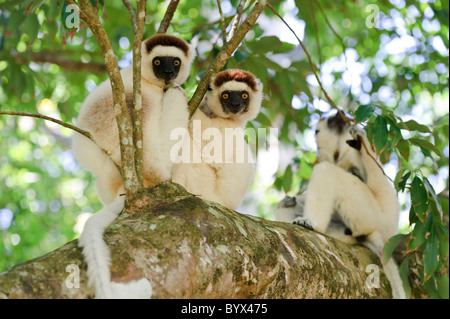 Le propithèque de verreaux trois dans un arbre, réserve de Nahampoana, Fort Dauphin, à Madagascar. Banque D'Images