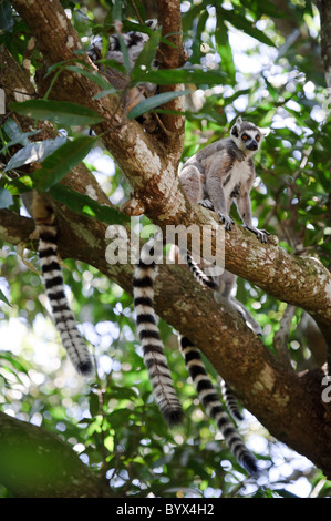 Un groupe de lémuriens à queue anneau dans un arbre, réserve de Nahampoana, Fort Dauphin, à Madagascar. Banque D'Images