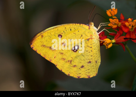 Prescription Orange Papillon Phoebus philea USA Banque D'Images