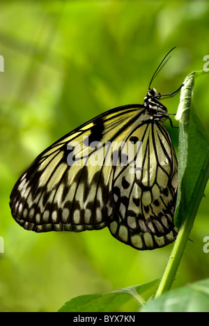Nymphe des arbres Butterfly resting on leaf idée leuconoe Asie Banque D'Images