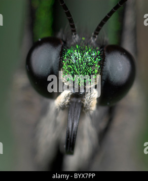 Papillon du machaon émeraude Eye Papilio Palinurus Asie Banque D'Images