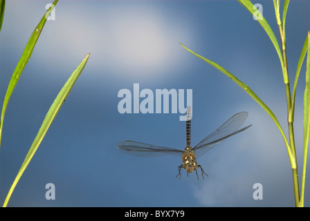 Dragonfly AESHNA Aeshna juncea commun en vol UK Banque D'Images
