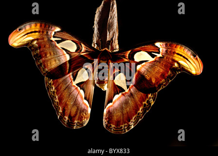 Atlas Attacus Atlas Moth Europe Banque D'Images