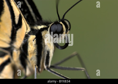 Papilio demoleus Lime Swallowtail Butterfly Asie Banque D'Images