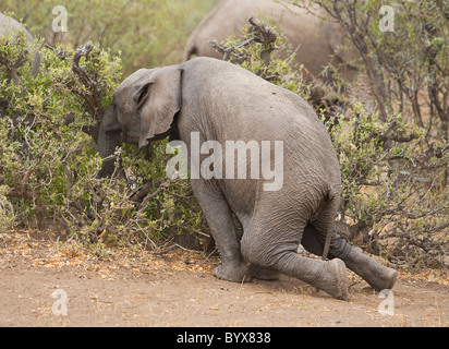 L'éléphant d'Afrique (Loxodonta africana) s'agenouille presque avec les pattes arrière pour manger des branches. Mashatu Game Reserve Botswana Afrique Banque D'Images