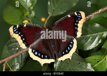 Papillon Nymphalis antiopa Camberwell Beauty UK Banque D'Images