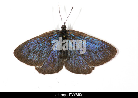 Grand Blue Butterfly Maculinea arion Banque D'Images