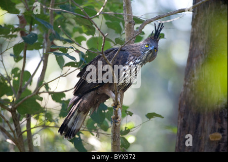 Hawk Changeable-eagle Nisaetus cirrhatus Inde Banque D'Images