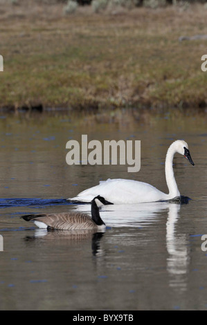 Le cygne, le Parc National de Yellowstone, Wyoming Banque D'Images