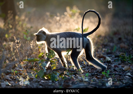 Animaux Singe Hanuman Langur commun Inde Semnopitheaus Banque D'Images